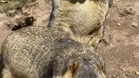 Give Marmota something to eat and you can touch it