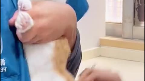 Funny Cat Reaction On Injection