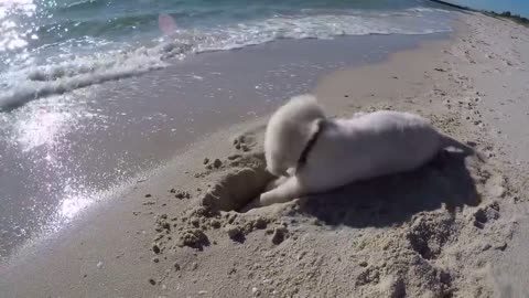 Puppy isn't happy when waves fill up his newly dug hole.