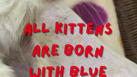 Cute Kitten Facts