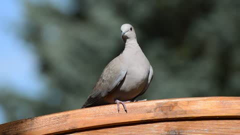 Dove Bird Feather Flying City Pigeon Garden