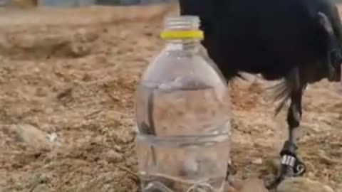 A rare scene of a crow drinking water is a beautiful sight 🦅🐦