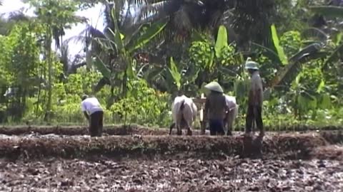 Cows HELP farmers - Indonesian Traditional Farming - Membajak Sawah