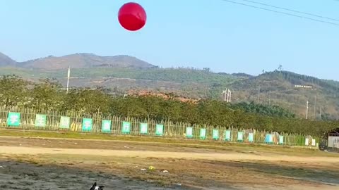 Dog playing balloon 🎈 2023