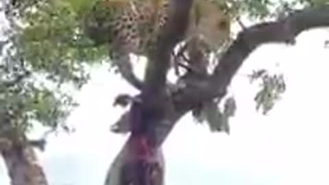 South africa forest leopard hunting for food