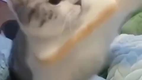 Adorable Bread Cat!