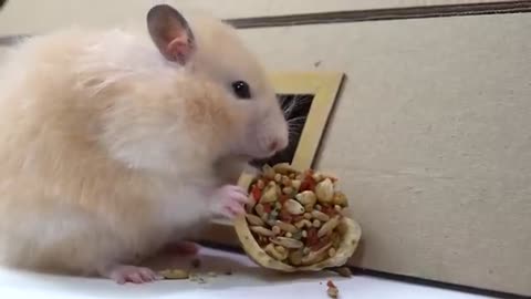 My funny cute hamster pet