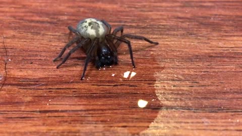 Super cool footage of spider drinking water