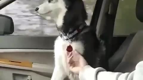 Stubborn huskies