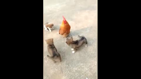 dog vs chicken fight