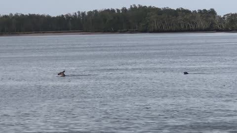 Kangaroo and Dog Locked in a Bizarre Duel