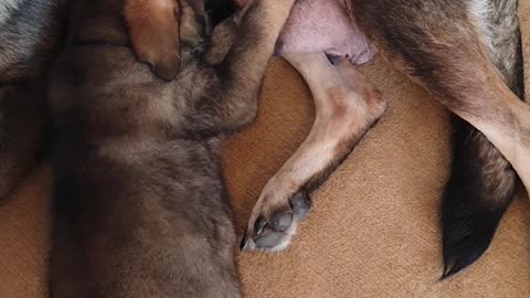 Adorable Puppy German Shepheard Dog Is Drinking From His Mommy