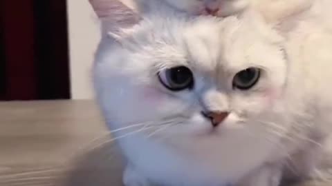 Funny Animals|Funny Cat Videos|Funny Animal videos|Cute Animals|Cute Kittens