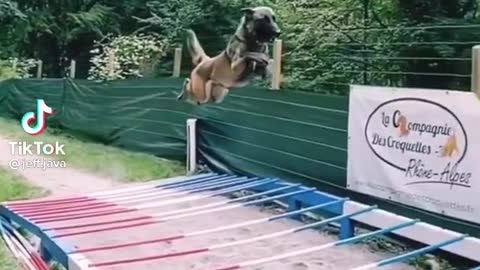 Super dog 🤩