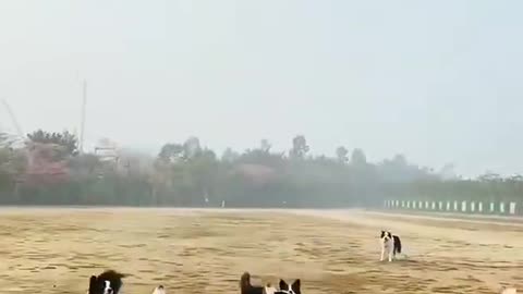 Dog's play with balloon