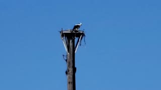 Lone Osprey Longing for Company