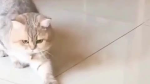 Funniest Cat Videos In The World