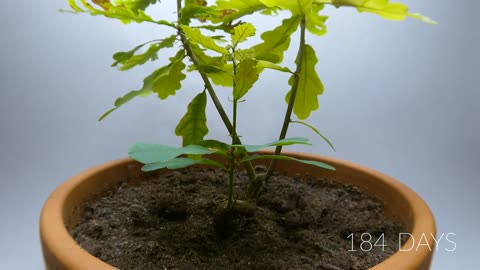 984 days in 8 minutes - Growing Plants Time-lapse Compilation