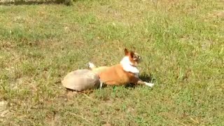 Tortoise Doesn't Like Being Ignored By Dog