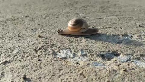 Snail don't want to stop its Race