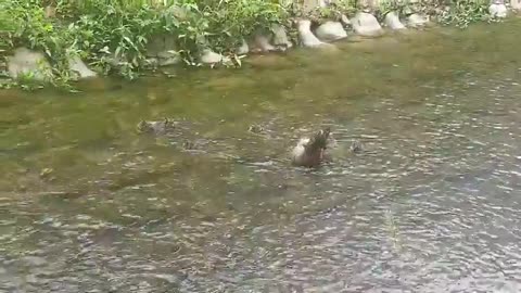 Baby ducks playing in the water