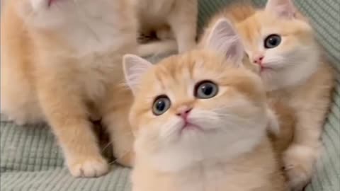 Cute cats dancing 😍😍