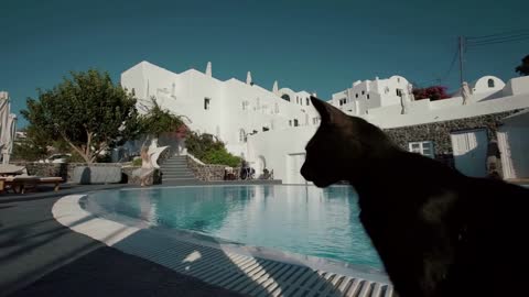 Black Cat Looks At The Running Girl. Perspective On A Beautiful Hotel