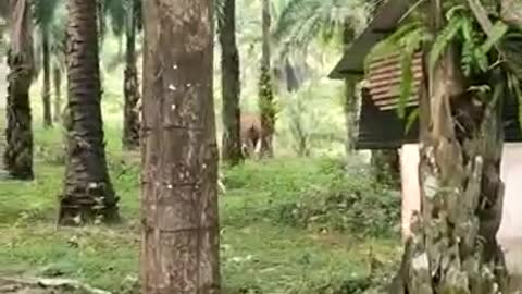 Terrifying video ,Elephant tried to attack the villagers