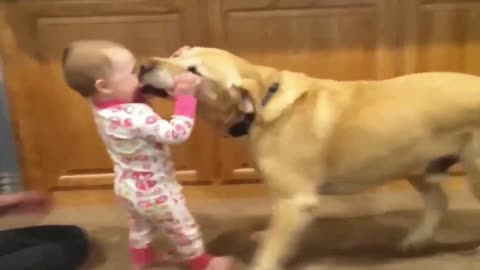 A Child Plays With a Dog and Drops it To The Ground