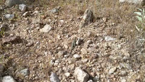 Lizard in the Sonoran Desert