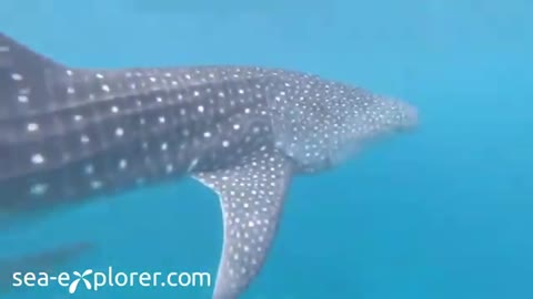 WHALE SHARK UPCLOSE!! - Sea Explorer Reethi Faru - Maldives