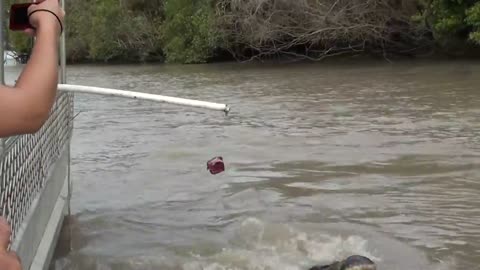 Jumping crocodile pt1 Adelaide river