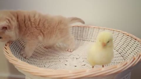 Kittens walking with a little chick is a very cute scene