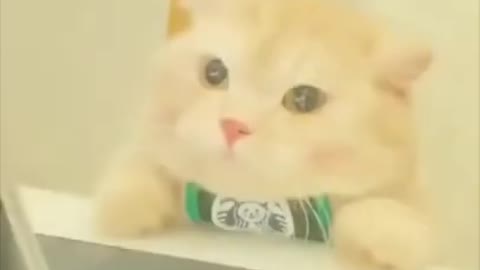 When Cute Cat will get angry hyper😂😍