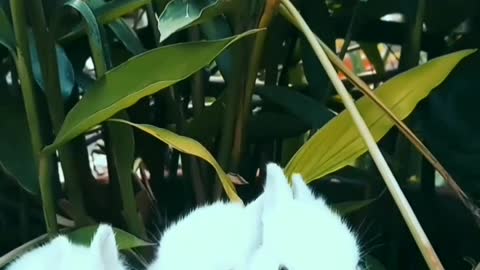 #Rabbit fun,#fun#rabbit#, video,#videos