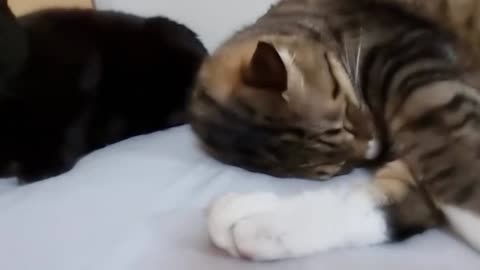 This cat kneading her brother's head