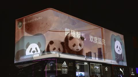 Let's take a look at China's giant pandas