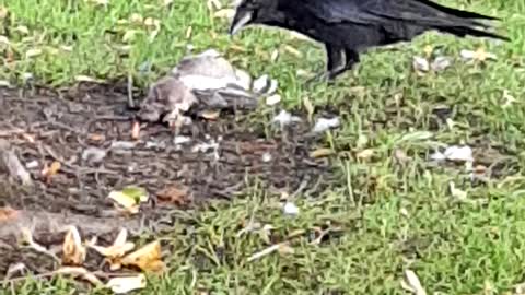 Crow eating