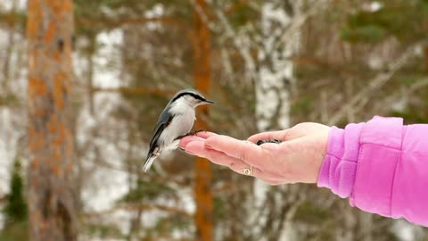 Bird feeding from womans hand - With great music