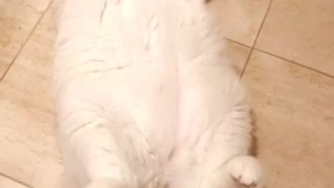 When you forget to set the alarm fat white cat gets up quickly laying on tile