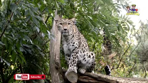 Unbelievable Facts About Leopards