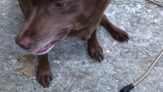 Brown dog in trouble for ruining box