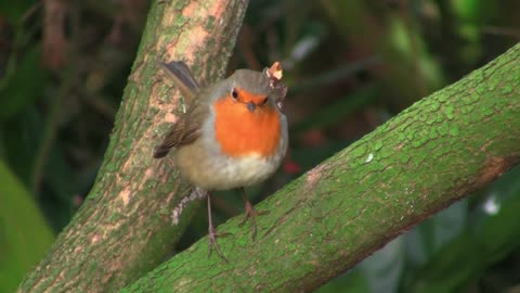 Robin Bird Redbreast