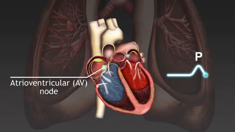 The electro cardiograph