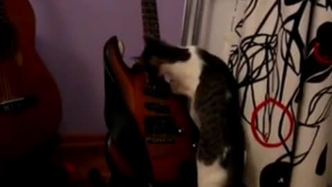 Funny Cat Attempting to Play Electric Guitar 😂😂