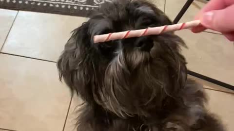 Dog dances for his treat