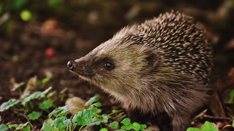 Hedgehog sounds - hedgehog screaming noise - hedgehog scream