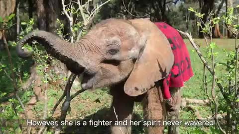 Rescue of Orphaned Elephant Mzinga