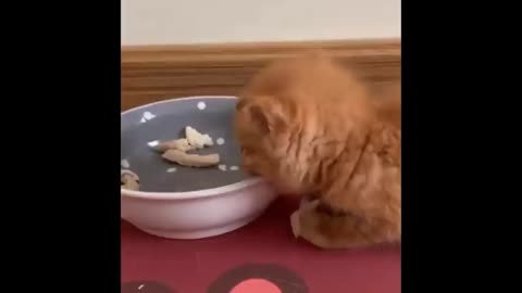 by the watching this funny cat laying with tray and so confusing video is the best for 2021