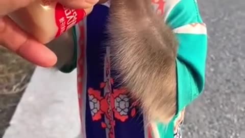 Cute Little Monkey Drinks Faster Than A Human